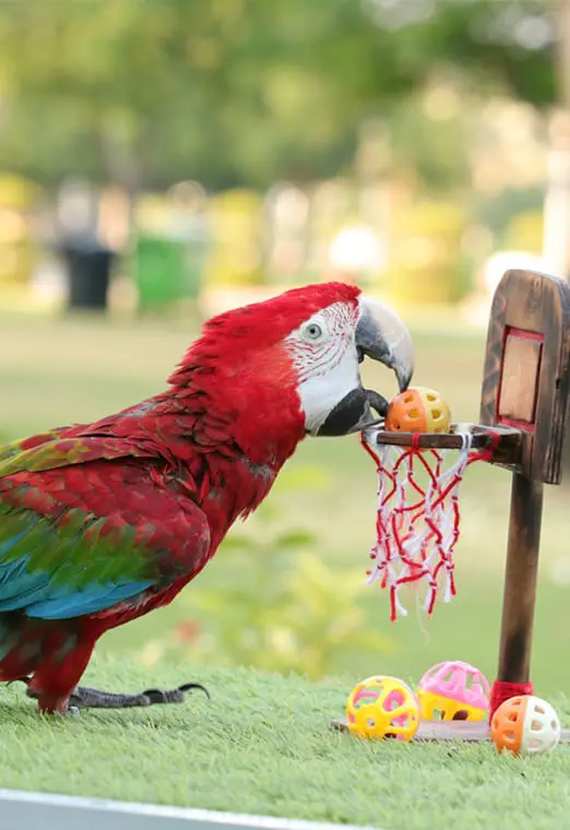 Creek Park Exotic Bird Show